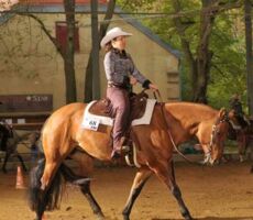 Novice Amateur Horsemanship